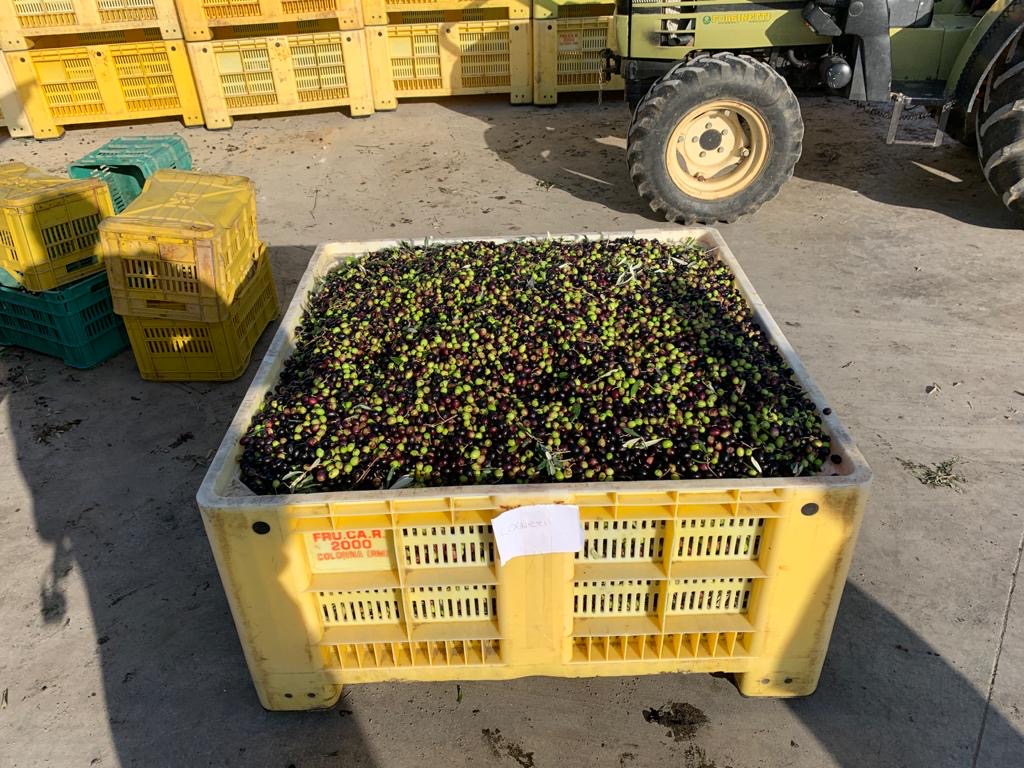 Cassone di olive raccolte